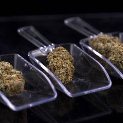 MARIJUANA